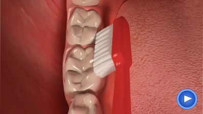 WebPakOnline Brushing Adult Teeth